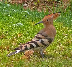 Eurasian hoopoe in Israel; crest lowered. The hoopoe is Israel's national bird.