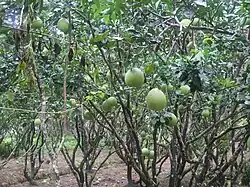 Orchard in Vietnam