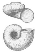 depressed trochiform or valvatiform