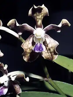 Vanda tessellata, one of the orchids found in Odisha[88]