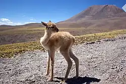 Vicuña fawn in the Atacama Desert (2014)