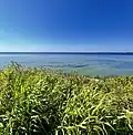 Lake St. Clair from Lake St. Clair Metropark in 2025, with Foxtail Grass in the foreground.