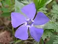Vinca minor