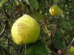 'Vranja' cultivar