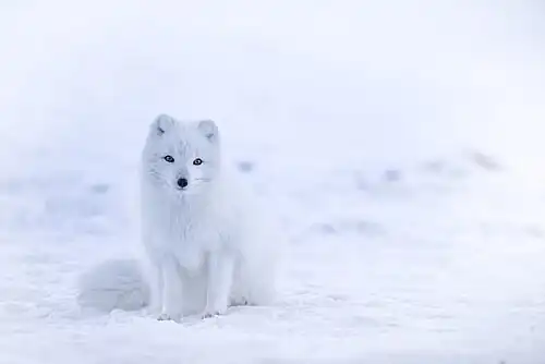 Arctic fox Vulpes lagopus