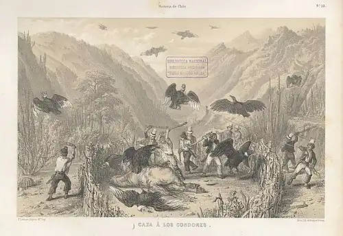 Hunting for condor. Chile, 1854.