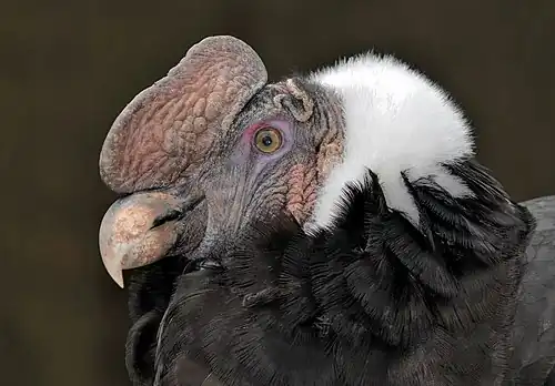 The adult male's head sports a dark red caruncle (or comb) on top. At Hanover Zoo