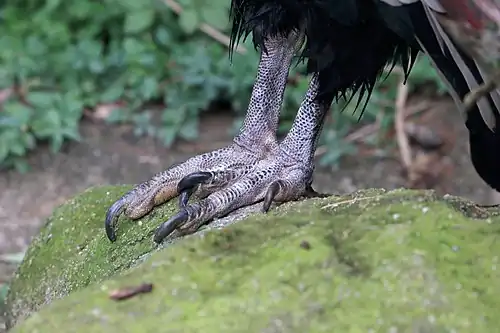 Andean condor talons, at the Cincinnati Zoo