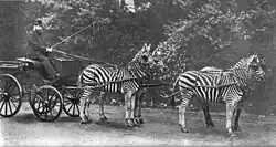 Walter Rothschild with a carriage drawn by four zebra