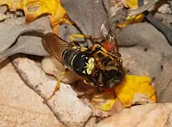 The beewolf Philanthus triangulum paralysing a bee with its sting