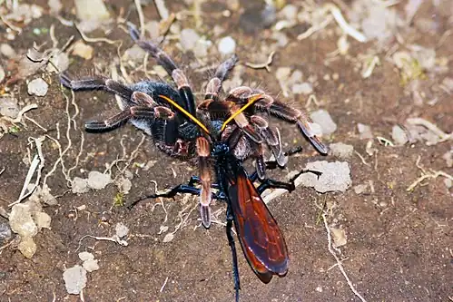 Tarantula hawk wasp dragging the tarantula Abdomegaphobema mesomelas to her burrow; it has one of the most painful stings of any wasp.[13]