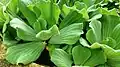 Pistia - free floating