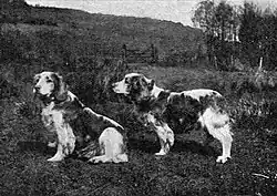"A black and white photograph of a dog in two poses in profile, one is standing and one is sitting."