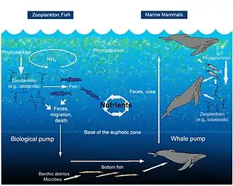 The oceanic whale pump showing how whales cycle nutrients through the ocean water column