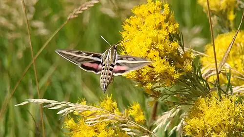 White-lined sphinx moth in Colorado, United States