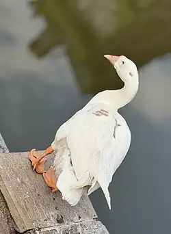 A domestic goose standing on a concrete platform at Kamalpokhari, Nepal.