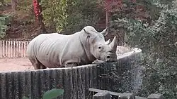 A southern white rhinoceros stands in a large, green outdoor enclosure at Seoul Grand Park, South Korea, representing ex-situ conservation efforts.