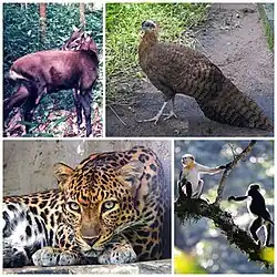 Photographs of Native species in Vietnam, the crested argus; the red-shanked douc, a monkey; the Indochinese leopard and the saola, a bovine