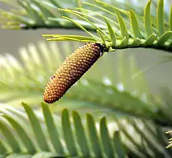 Young male (pollen) cone