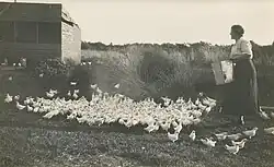 Woman feeding chickens by hand, c.1930