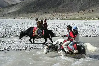 Yaks in Gilgit-Baltistan, Pakistan