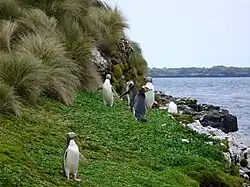 Yellow-eyed penguins on Enderby Island