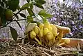 Leucocoprinus birnbaumii, commonly known as the "flowerpot parasol", at various stages of development