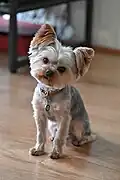 A 2.5-year-old, four pound, silver and brown Yorkshire Terrier with a fresh, short haircut