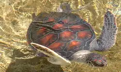 Immature Hawaiian green sea turtle in shallow waters
