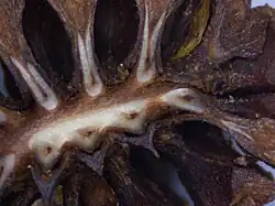 Cross-section of a young female cone