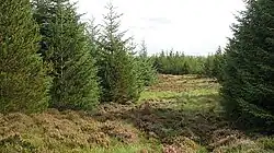 Commercial forestry using sitka spruce