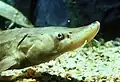A young lake sturgeon (Huso fulvescens)