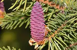 Young female cone on a Norway spruce (Picea abies)