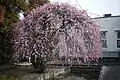 Weeping tree cultivar