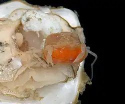 The oyster crab is a kleptoparasite of oysters.