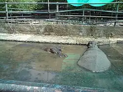 Hippopotamuses in safari park Zoofari, to 35 km in Federal Highway 95