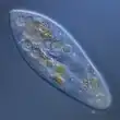 Paramecium, a well-studied genus of ciliates[76]