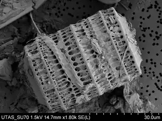 Diatom Paralia sulcata.